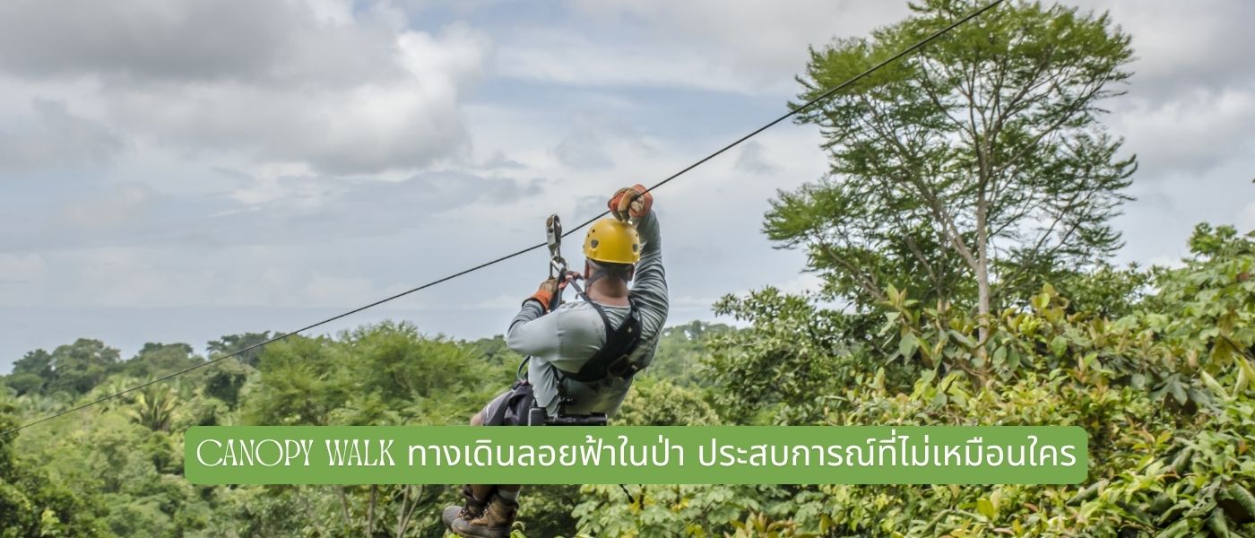 Canopy Walk ทางเดินลอยฟ้าในป่า ประสบการณ์ที่ไม่เหมือนใคร